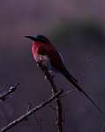 bee-eater.jpg